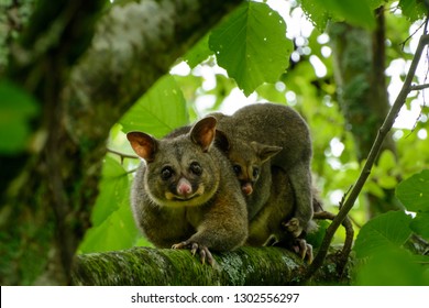 167 Fat Possum Images, Stock Photos & Vectors | Shutterstock