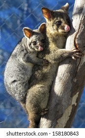 Baby Possum And Mother