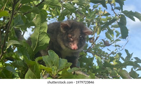 Baby Possum Sitting In Green Tree 