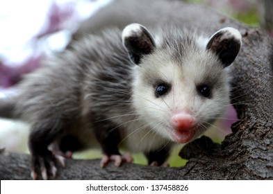 Baby Possum In Tree