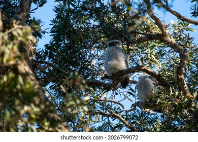 Baby Powerful Owl In A Tree