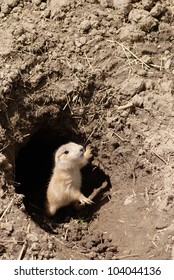 Baby Prairie Dog