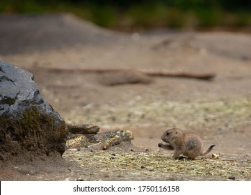 Baby Prairie Dog Eating With His Right Hand