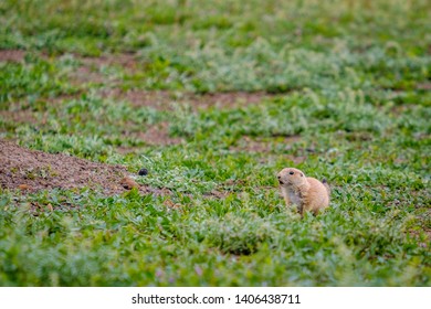 Baby Prairie Dog In Grassy Field