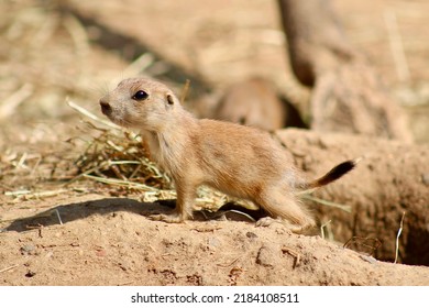 A baby prairie dog poses for the camera on a hot summer day.