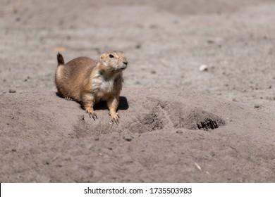 Baby Prairie Dog In The Sand