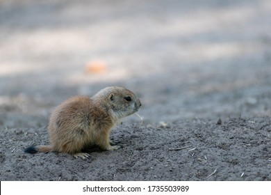 Baby Prairie Dog In The Sand