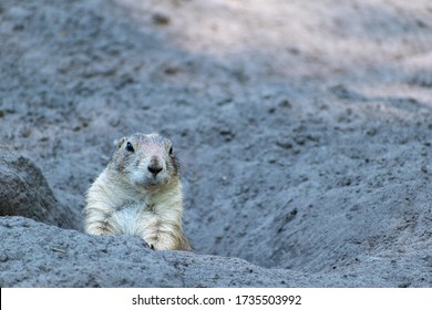 Baby Prairie Dog In The Sand