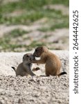 baby prairie dogs grooming each other in the Black Hills in South Dakota