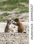 baby prairie dogs grooming each other in the Black Hills in South Dakota