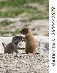 baby prairie dogs grooming each other in the Black Hills in South Dakota