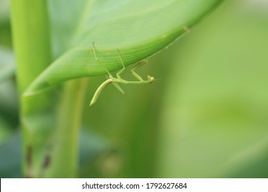 Baby Praying Mantis hanging upside down on a green leaf. Horizontal format photograph. He is in a natural habitat. - Powered by Shutterstock