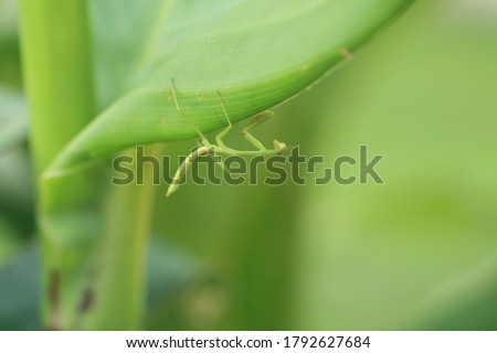 Baby Praying Mantis hanging upside down on a green leaf. Horizontal format photograph. He is in a natural habitat.