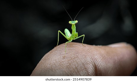 Baby praying mantis (Mantis religiosa) perched on hand on blurred background. macro photography. - Powered by Shutterstock