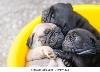 Baby Pug Dog Laying Yellow Plastic Stock Photo Edit Now