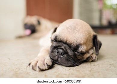 45+ Puppy Baby Newborn French Bulldog Pug Pug