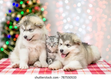 Baby puppies with a kitten  on a background of the Christmas tree
