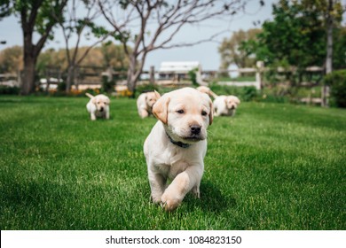 Baby puppies running in the garden