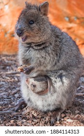 A baby Quokka appears from the pouch of its mother to steal food from her claws - Rottnest Island, Western Australia 