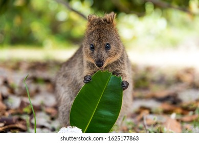 Quokka What Is