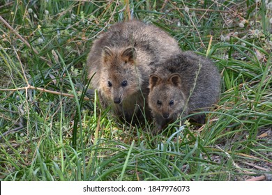 Baby Quokka And Mother, Rottnest Island