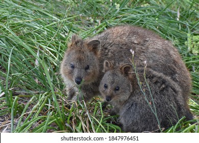 Baby Quokka And Mother, Rottnest Island