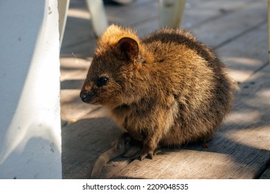 Baby Quokka On Rottnest Island 