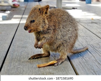 Baby Quokka On A Wooden Terrace