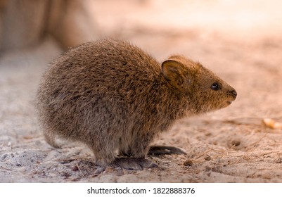 A Baby Quokka At Rottnest Island 