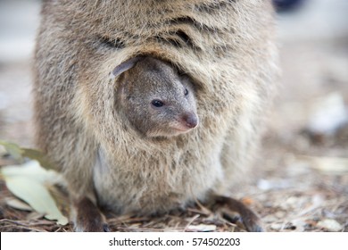 Baby quokka sticking it's head out of it's mother's pouch/Cozy Quokka/Rottnest Island, Western Australia