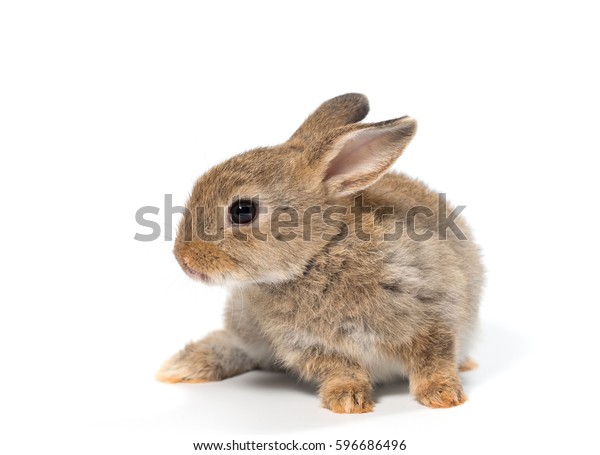 Bebe Lapin Adorable Lapin Marron Sur Photo De Stock Modifiable