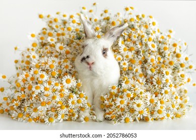 Baby rabbit bunny sitting with daisies, camomiles flowers