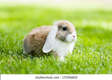 Baby Rabbit Free In The Garden Outside