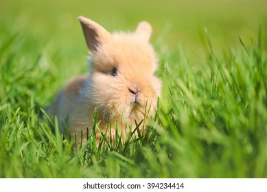 Baby Rabbit Green Grass Sunny Day Stock Photo 394234414 | Shutterstock