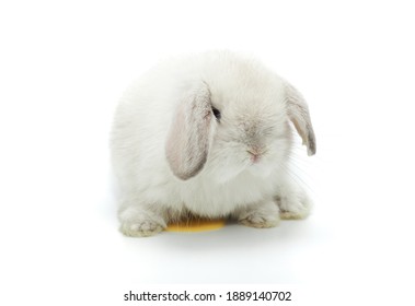 Baby rabbit Holland Lop on a white background. - Shutterstock ID 1889140702