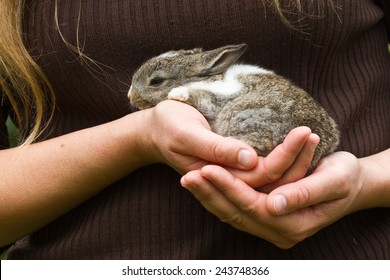 Baby Rabbit In Lady Hands