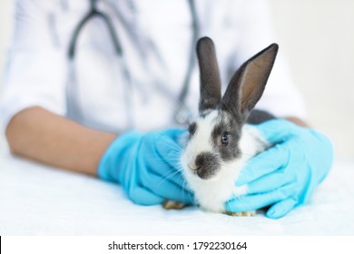 Baby Rabbit On Medical Examination At Veterinarian In Office, In Clinic. Small Bunny In Hands Of Doctor, Close Up. Treatment, Prevention Of Health Of Pet. Animal In Vet. Prevention Of Fleas, Ticks.