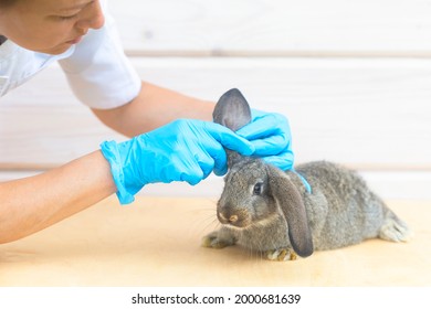 Baby Rabbit On Medical Examination At Veterinarian In Office, Clinic. Small Bunny In Hands Of Doctor. Treatment, Prevention Of Health Of Pet. Animal In Vet. Prevention Of Disease, Fleas, Ticks.