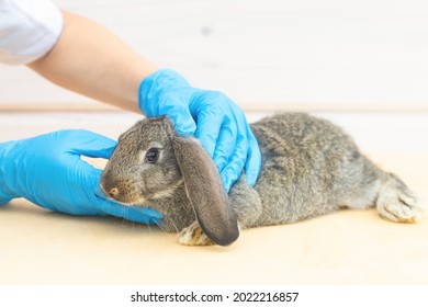 Baby Rabbit On Medical Examination Veterinarian In Office, Clinic. Small Bunny In Hands Of Doctor, Close Up. Treatment, Prevention Of Health Of Pet. Animal In Vet. Prevention Of Disease, Fleas, Tic