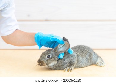 Baby Rabbit On Medical Examination At Veterinarian In Office, Clinic. Small Bunny In Hands Of Doctor. Treatment, Prevention Of Health Of Pet. Animal In Vet. Prevention Of Disease, Fleas, Ticks.