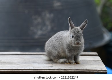 Baby Rabbit On Wooden Table.