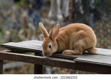 Baby Rabbit On Wooden Table.