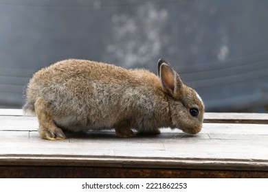 Baby Rabbit On Wooden Table.