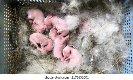 Baby Rabbits Born Their Eyes Ears Stock Photo 2178631001 | Shutterstock