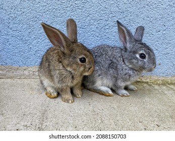 Baby rabbits; a brown and a gray bunny twins with long ears in front of the blue wall; seems like they are anxious; pet animals - Shutterstock ID 2088150703