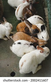 Baby Rabbits Farm In Thailand