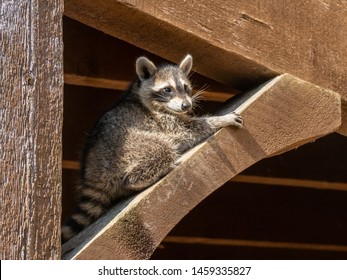 Baby Raccoon Climbing The House