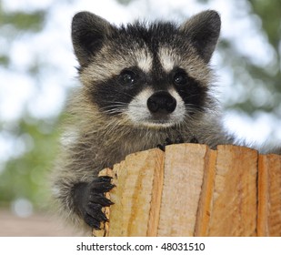 Baby raccoon on stump