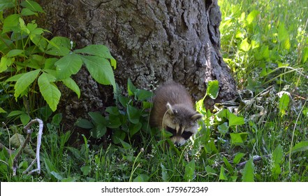 Baby  raccoon or racoon or common, North American, northern raccoon and colloquially as coon is a medium-sized mammal native to North America. 