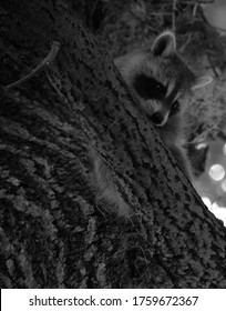 Baby  raccoon or racoon or common, North American, northern raccoon and colloquially as coon is a medium-sized mammal native to North America. 